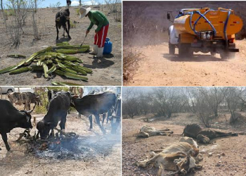 Nova Fátima – seca devasta animais, provoca redução de leite e êxodo rural