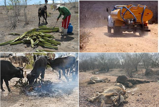 Nova Fátima – seca devasta animais, provoca redução de leite e êxodo rural