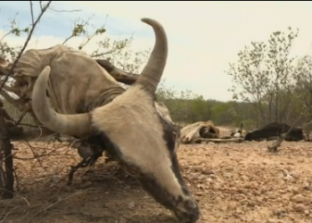 Seca: um milhão de bois já morreram no Semiárido baiano