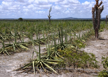 Seca afeta produção de sisal e compromete produção industrial