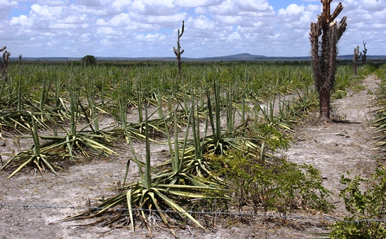 Seca afeta produção de sisal e compromete produção industrial
