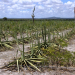 Seca afeta produção de sisal e compromete produção industrial