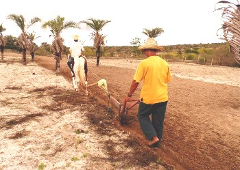 Cansação – com a terra molhada, agricultores iníciam plantio de milho e feijão