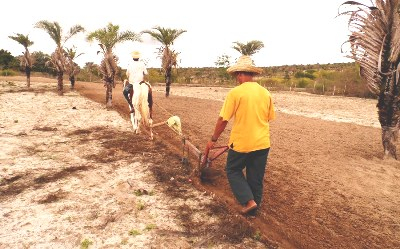 Cansação – com a terra molhada, agricultores iníciam plantio de milho e feijão