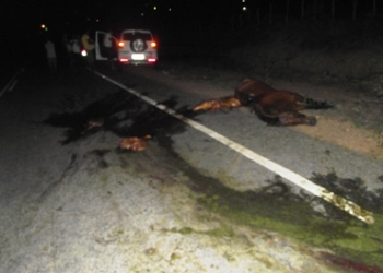 Esposa do prefeito de Barrocas atropela animal na BA 411