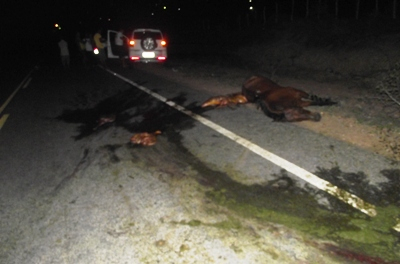 Esposa do prefeito de Barrocas atropela animal na BA 411