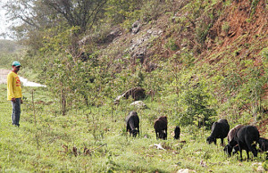 Mesmo fina, chuva já transforma a paisagem do sertão