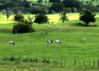 Algumas regiões já apresentam cenários mais alegres, mas quantidade de chuvas não aumentam nível das barragens