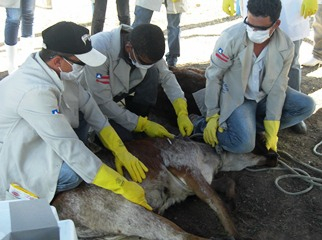 Curso para agentes vacinadores contra brucelose é realizado no município de São Domingos