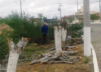 Nova polêmica em Queimadas envolvendo a derrubada de 15 árvores ás margens da BA 120