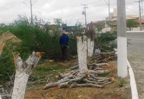 Nova polêmica em Queimadas envolvendo a derrubada de 15 árvores ás margens da BA 120