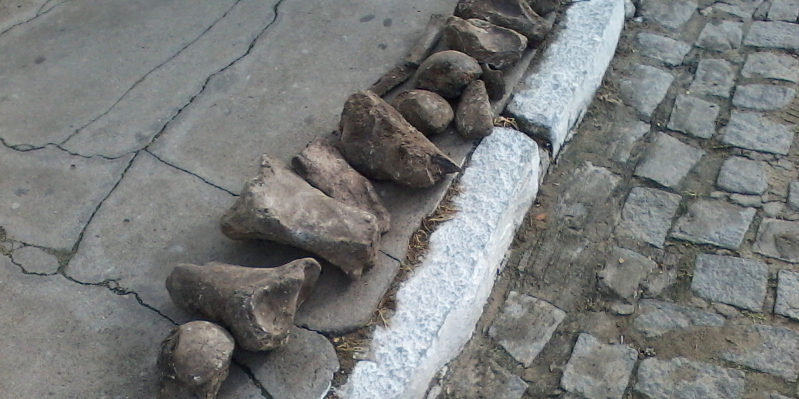 Fósseis são encontrados durante limpeza de lagoa