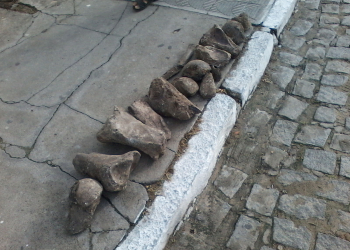 Fósseis são encontrados durante limpeza de lagoa