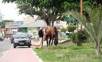 Jardim da Rua Padre Madureira 14h de quinta-feira,25/07. Governo Assis