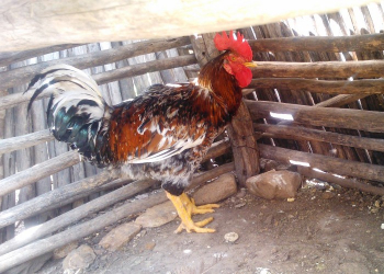 Galo bota ovo em Santaluz; diz agricultor