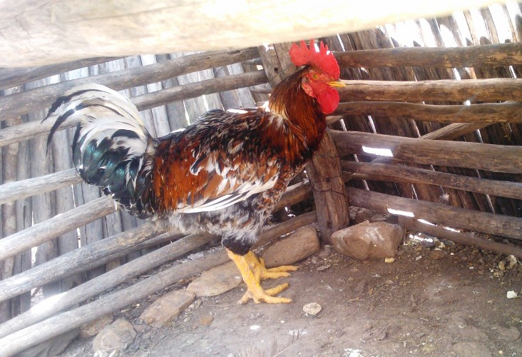 Galo bota ovo em Santaluz; diz agricultor