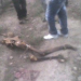 Ossada humana é encontrada na zona rural de Queimadas