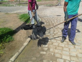 urubus mortos em  ichu