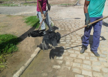 Gatos e urubus aparecem mortos novamente possivelmente por envenenamento