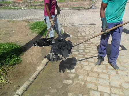 Gatos e urubus aparecem mortos novamente possivelmente por envenenamento