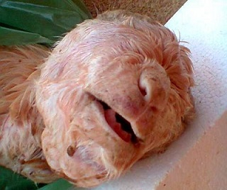 CE: Cabrito nasce com cabeça semelhante a de um ser humano