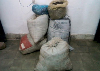 PM apreende mais de 50 mil pés de maconha no norte da Bahia