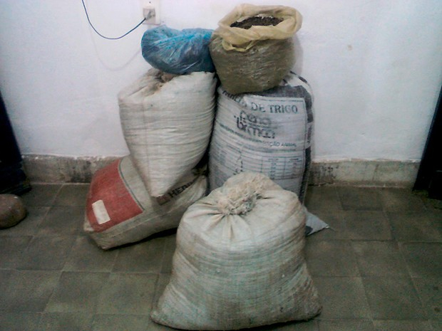 PM apreende mais de 50 mil pés de maconha no norte da Bahia