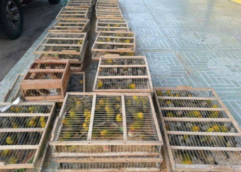 Feira de Santana: Cerca de mil e quinhentos pássaros são apreendidos por Ibama