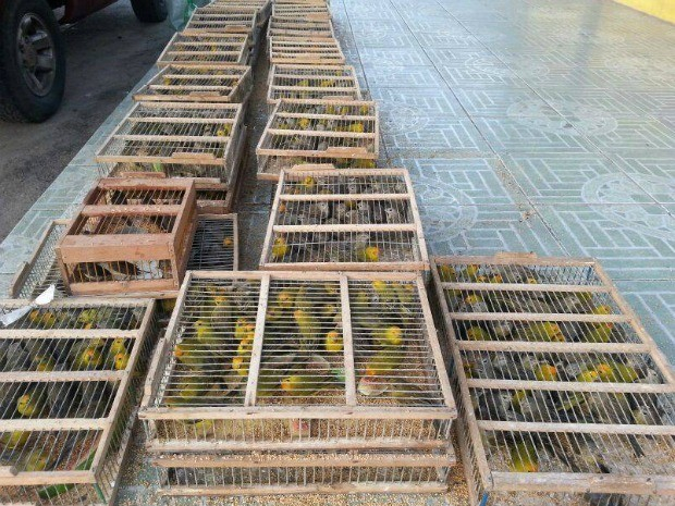 Feira de Santana: Cerca de mil e quinhentos pássaros são apreendidos por Ibama