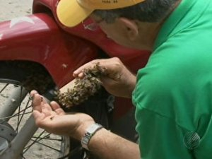 Feira de Santana: homem vai à feirinha, e na volta encontra moto repleta de abelhas