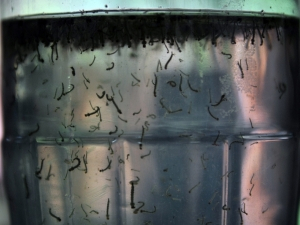 Teste de vacina brasileira contra a dengue começa a ser testada em outubro