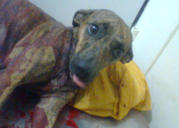 Lauro de Freitas: Homem que cortou cadela a facão, será processado por vereadora