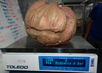 Agricultor colhe batata doce com mais de 7 kg no interior da Bahia