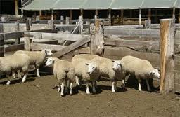 EBDA promove II leilão de ovinos