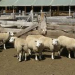 EBDA promove II leilão de ovinos