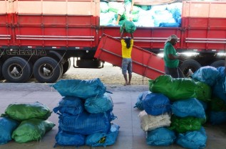 palma forrageira para são domingos - 1