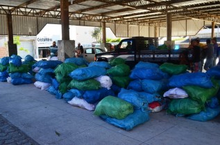 palma forrageira para são domingos - 3