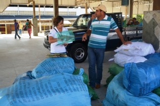 palma forrageira para são domingos - 4