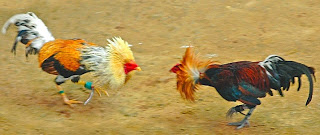 Santa Bárbara; mais de 60 pessoas que estavam em rinha de galo foram conduzidas a Delegacia