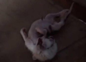 Gato nasce com duas cabeças no sudoeste baiano