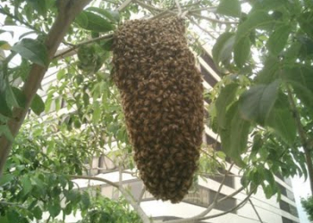 Salvador: Morre garoto de 13 anos que foi picado por abelhas