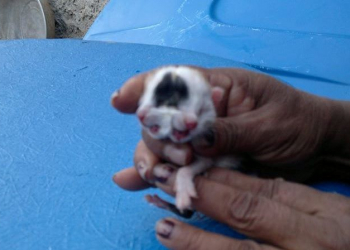 Gato nasce com duas cabeças
