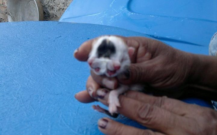 Gato nasce com duas cabeças