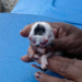 Gato nasce com duas cabeças
