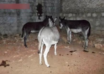 Abatedouro clandestino vendia carne de jumentos na Bahia