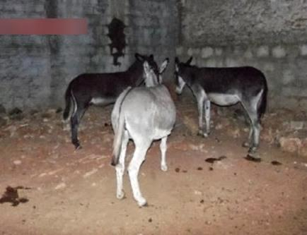 Abatedouro clandestino vendia carne de jumentos na Bahia