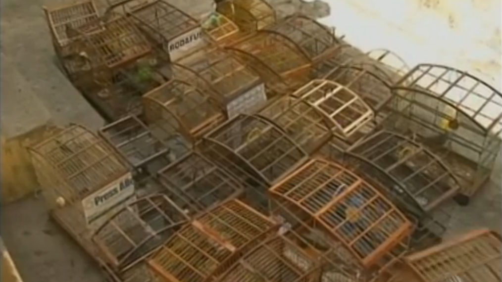 Operação da PM resgata mais de 60 pássaros silvestres em extinção
