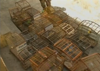 Operação da PM resgata mais de 60 pássaros silvestres em extinção