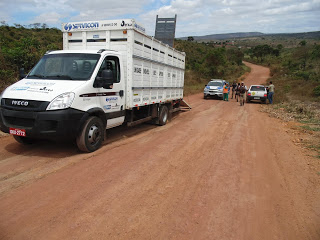 Caminhão a serviço do DERBA solta animais em local irregular e é flagrado pela PM de Mirangaba