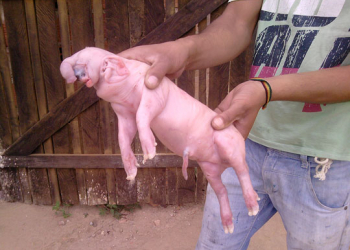Porco nasce com feição semelhante a de um elefante em Mairi